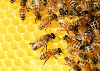 Día Mundial de las Abejas: ¿Cómo podemos ayudarlas en su tarea?
