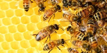 Día Mundial de las Abejas: ¿Cómo podemos ayudarlas en su tarea?