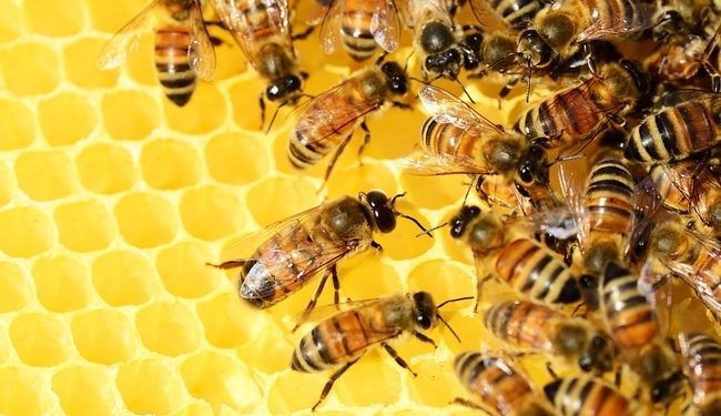 Día Mundial de las Abejas: ¿Cómo podemos ayudarlas en su tarea?