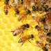 Día Mundial de las Abejas: ¿Cómo podemos ayudarlas en su tarea?