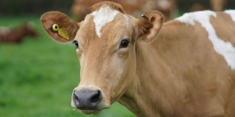 Boletín de carne, mayo 2021