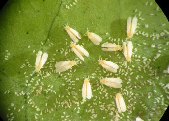 Plagas y enfermedades son responsables de la pérdida de un tercio de la producción agrícola