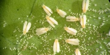 Plagas y enfermedades son responsables de la pérdida de un tercio de la producción agrícola