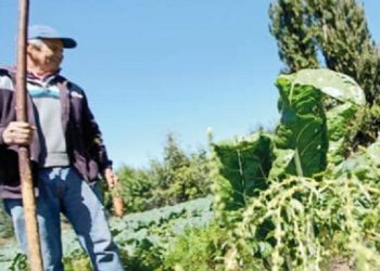 Buscan potenciar la agricultura familiar campesina de Chillán