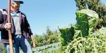 Buscan potenciar la agricultura familiar campesina de Chillán