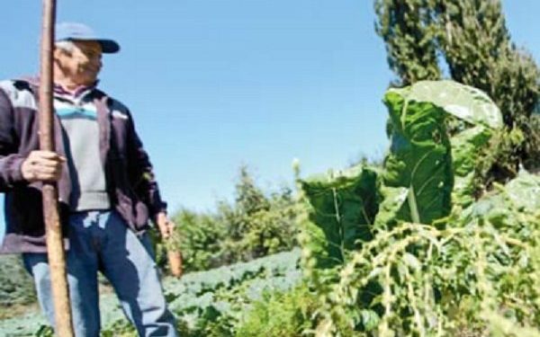 Buscan potenciar la agricultura familiar campesina de Chillán