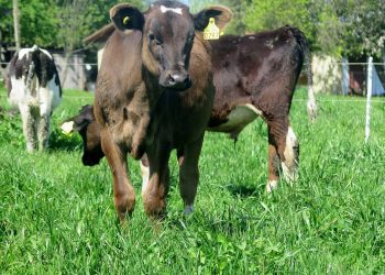 Abren convocatoria de incentivos para productores de crianza de terneros lecheros