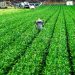 Dirección de Desarrollo Productivo potencia agricultura en Chillán
